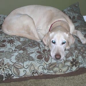 Cozy Pet Bed- Shredded Foam
